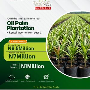 The Palmrich Phase 9