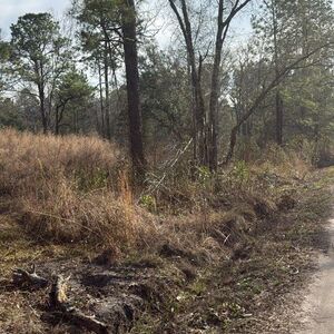 11.99 acres | 2-Lot Combo Land for Sale in Pineland, SC