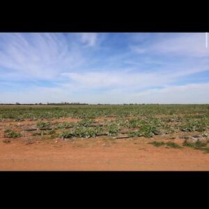 Farm lot in Australia 