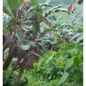 Farm lot in panabo city 