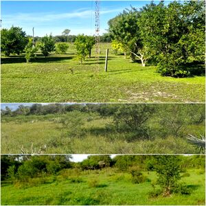 (12) Farm / Ranch of 5100 has and 3000 un. cattle Concep. PY
