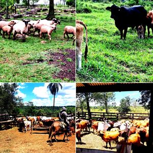 (9) farm of 120 has. en Borja, Guaira