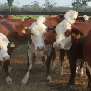 (10) Farm of 12000 has Agua Dulce Chaco Paraguay