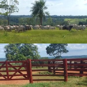 (14) Cattle Ranch of 800 has. Saint Peter Paraguay