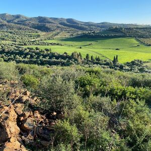 Sa Tanca &ndash; Olive Grove &ndash; Residential Land in an Agricultural