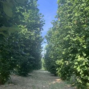 I am selling a hazelnut plantation in Veliko Gradiste
