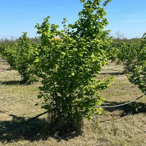 Hazelnut plantation for sale