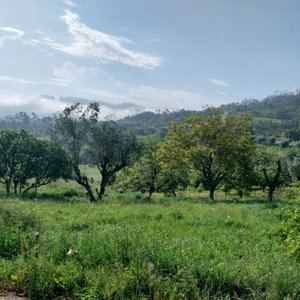 Amazing countryhouse for sale in Tojeira, Portugal