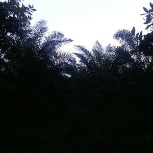 Fincas En Venta, Monte Plata Y  Todo El Pais!!