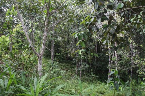 Jungle area on property