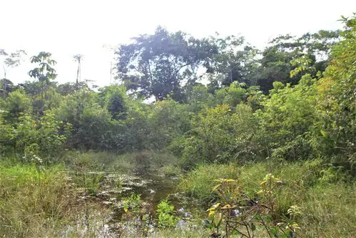 Jungle area on property