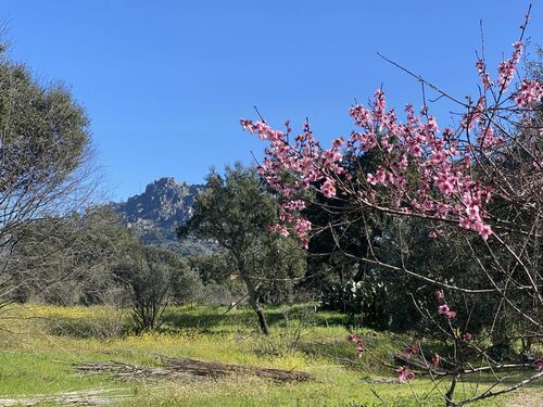monsanto & fruit trees