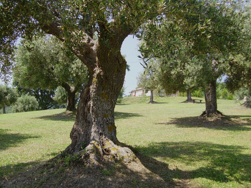 Olives trees and house