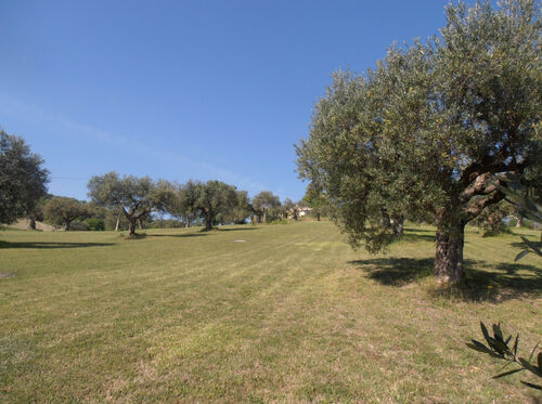 Olive groves. 