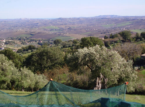 Harvesting showing sea