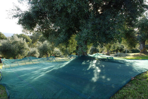 Olive harvest November