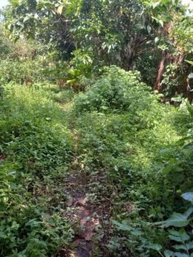 Mid southern part of farm