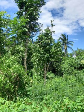 Lot northeast portion