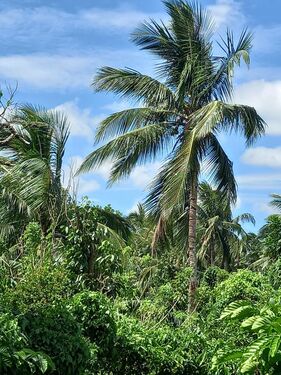 Coconut trees