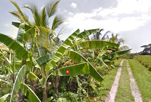 Balian (Bengkel Sari) - P