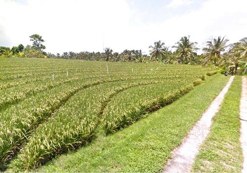 Balian (Bengkel Sari) - P