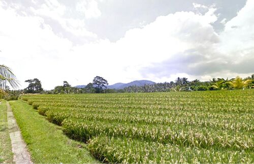 Balian (Bengkel Sari) - P