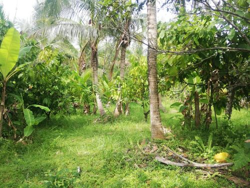 Balian (Bengkel Sari) - P