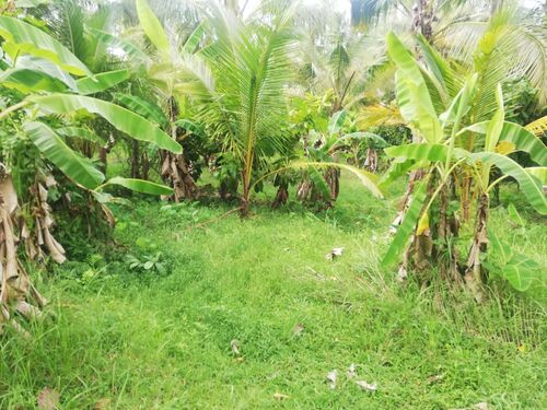 Balian (Bengkel Sari) - P