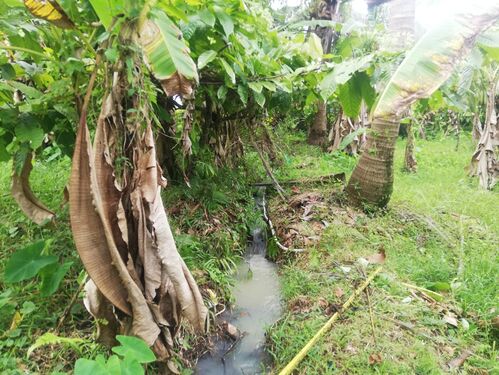 Balian (Bengkel Sari) - P