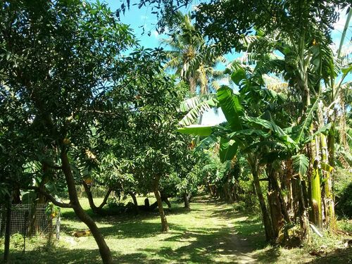 Driveway at Mid-Portion