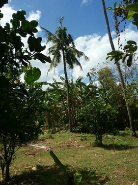 Another View of Farm Lot