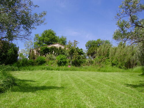 Looking up from groves