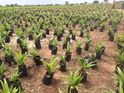 F1 Tenera Palm nurseries