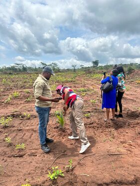 Transplated Palm Tree 