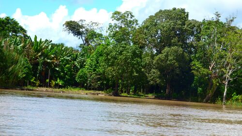 Amazonas River