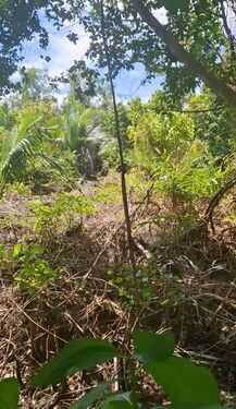 North Sipora, Mentawai