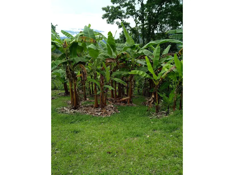 Small Bananas Plantation