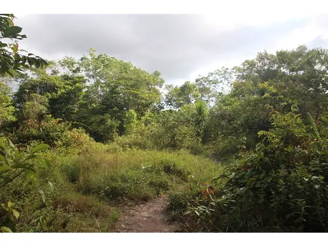 Jungle area on property