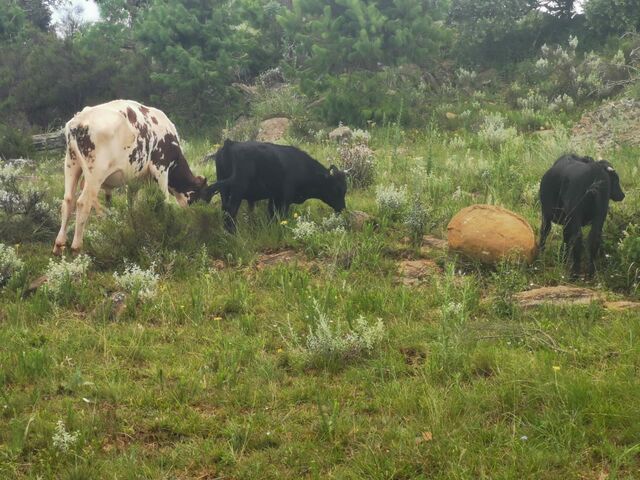Cows grazing on farm