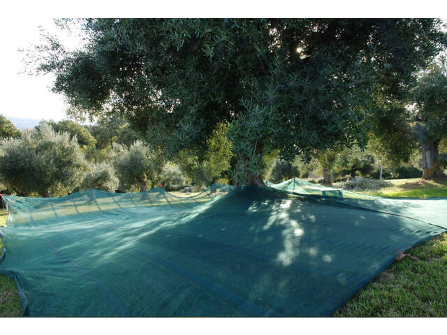 Olive harvest November