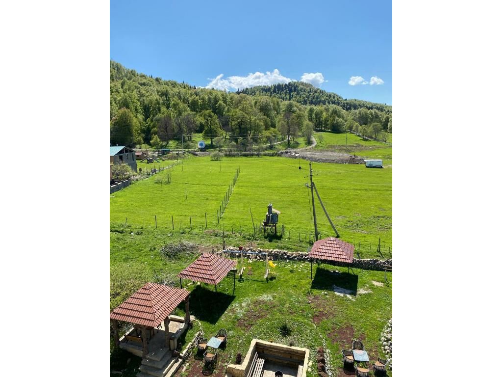 Mountain, Forest view