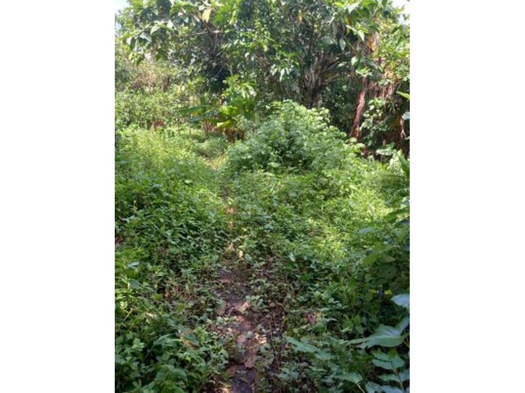 Mid southern part of farm