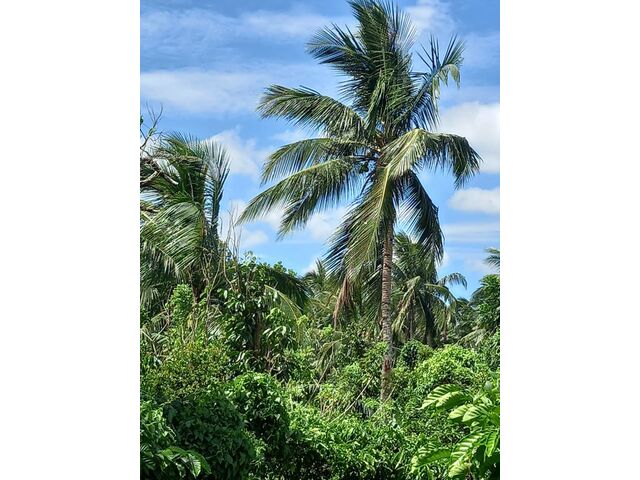 Coconut trees