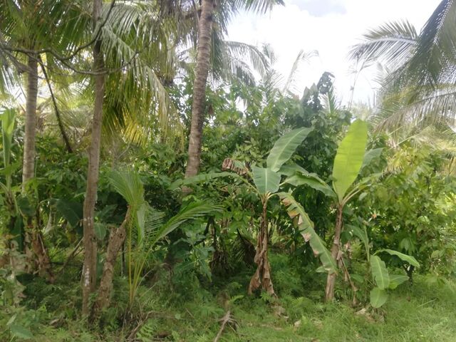 Balian (Bengkel Sari) - P