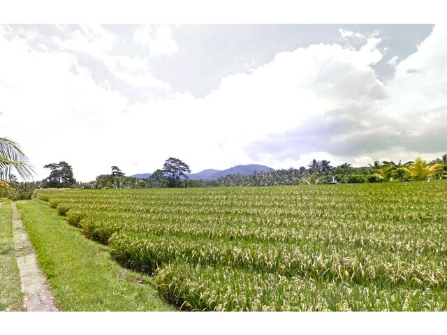 Balian (Bengkel Sari) - P