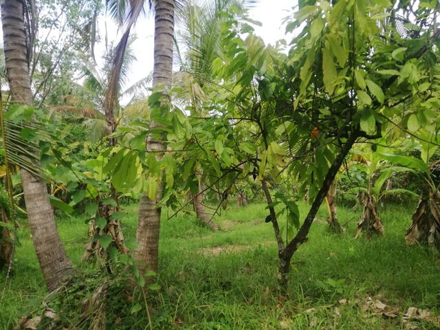 Balian (Bengkel Sari) - P