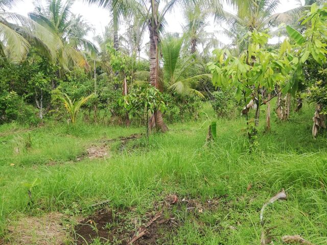 Balian (Bengkel Sari) - P