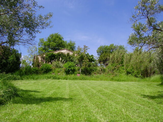 Looking up from groves