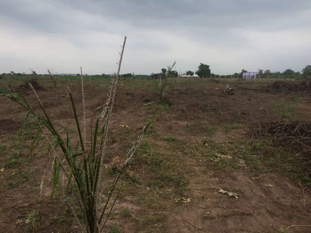 Transplanted palm tree