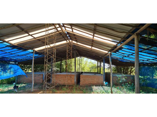 Pig Pens